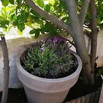 Climatise Rez De Jardin 150m Boucanet アパート *
